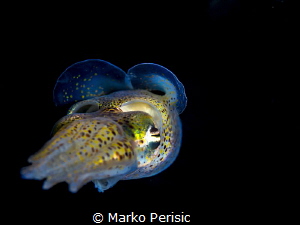 CEPHALOPODA SEPIIDA SEPIOLIDAE by Marko Perisic 
